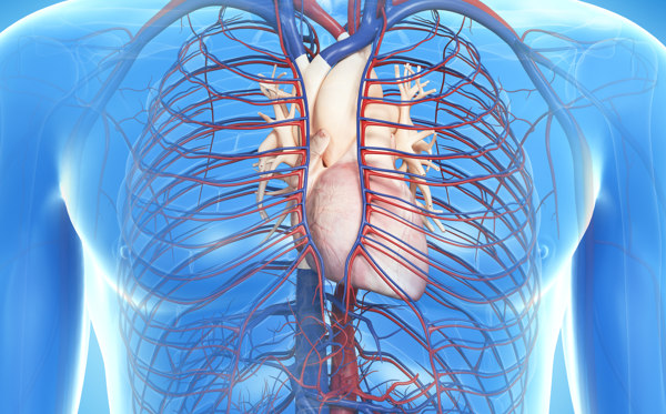 Endoprotesi aorta toracica, addominale e toracoaddominale